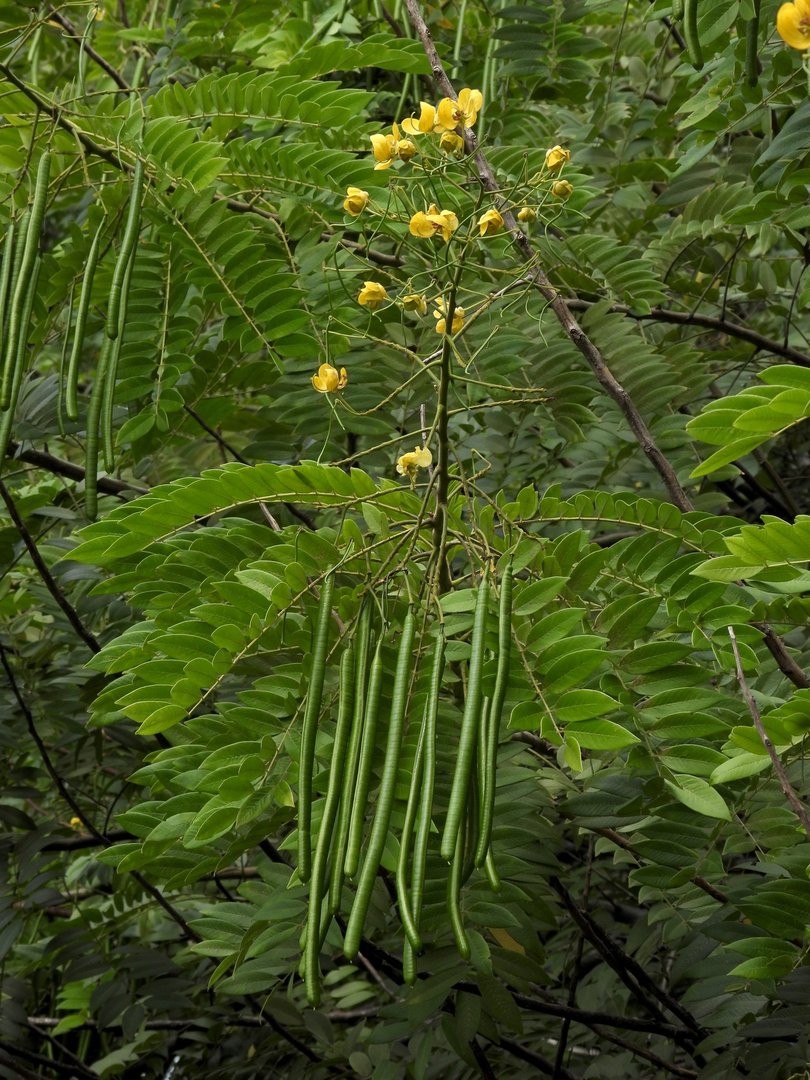 Lluvia de Oro - Vista 2